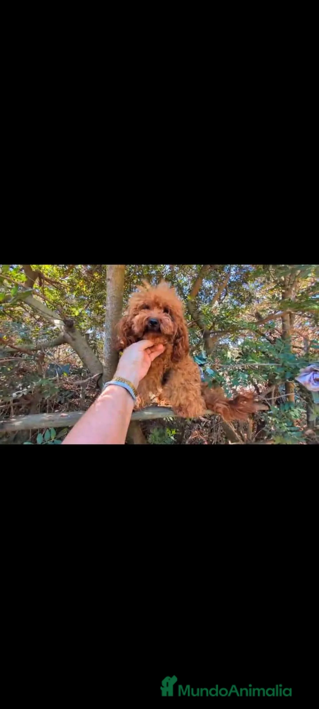 Caniche Toy perros en venta: Macho con 1 año toy  - Anuncio 3