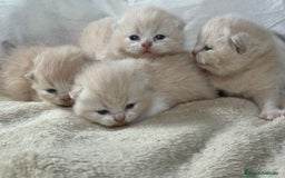 Británico de Pelo Corto gatos en venta: Cachorros British Shorthair  en Madrid - Imagen 1