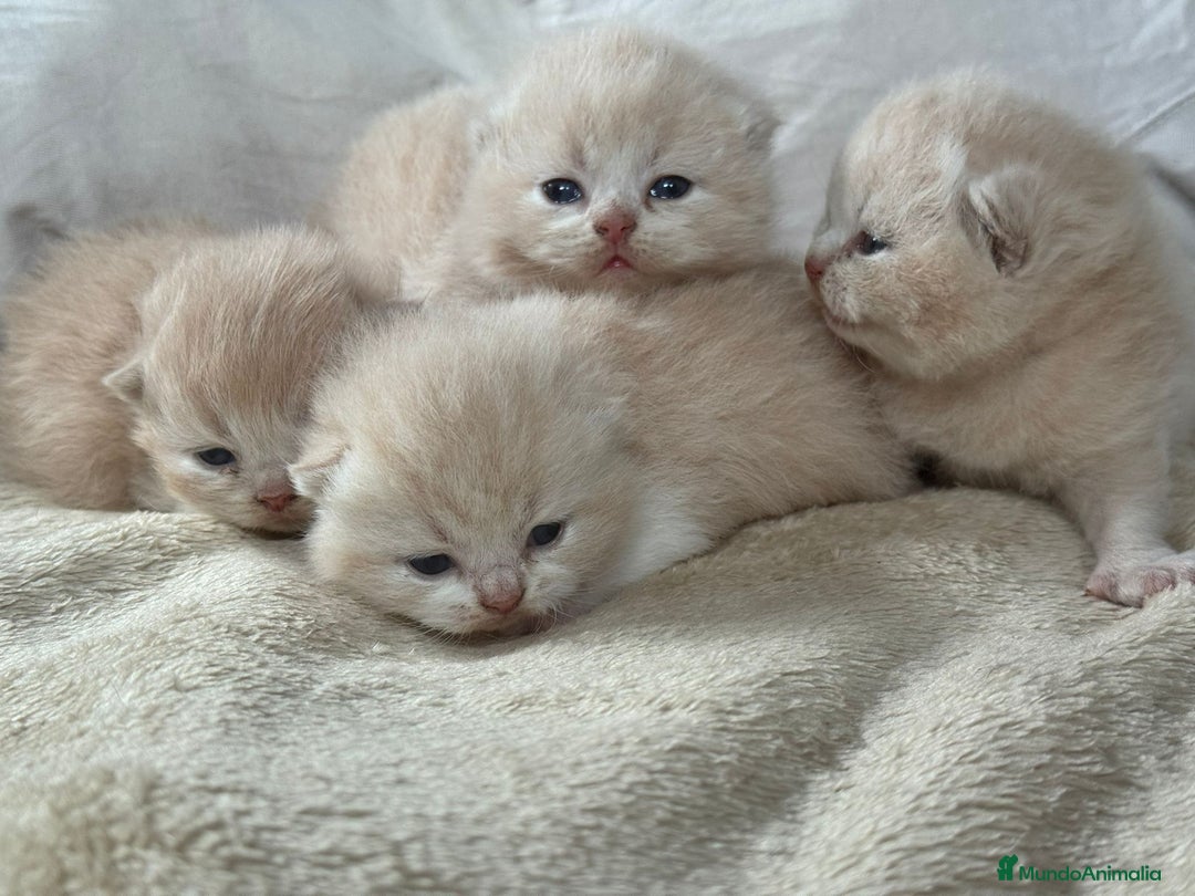 Británico de Pelo Corto gatos en venta: Cachorros British Shorthair  en Madrid - Imagen 1