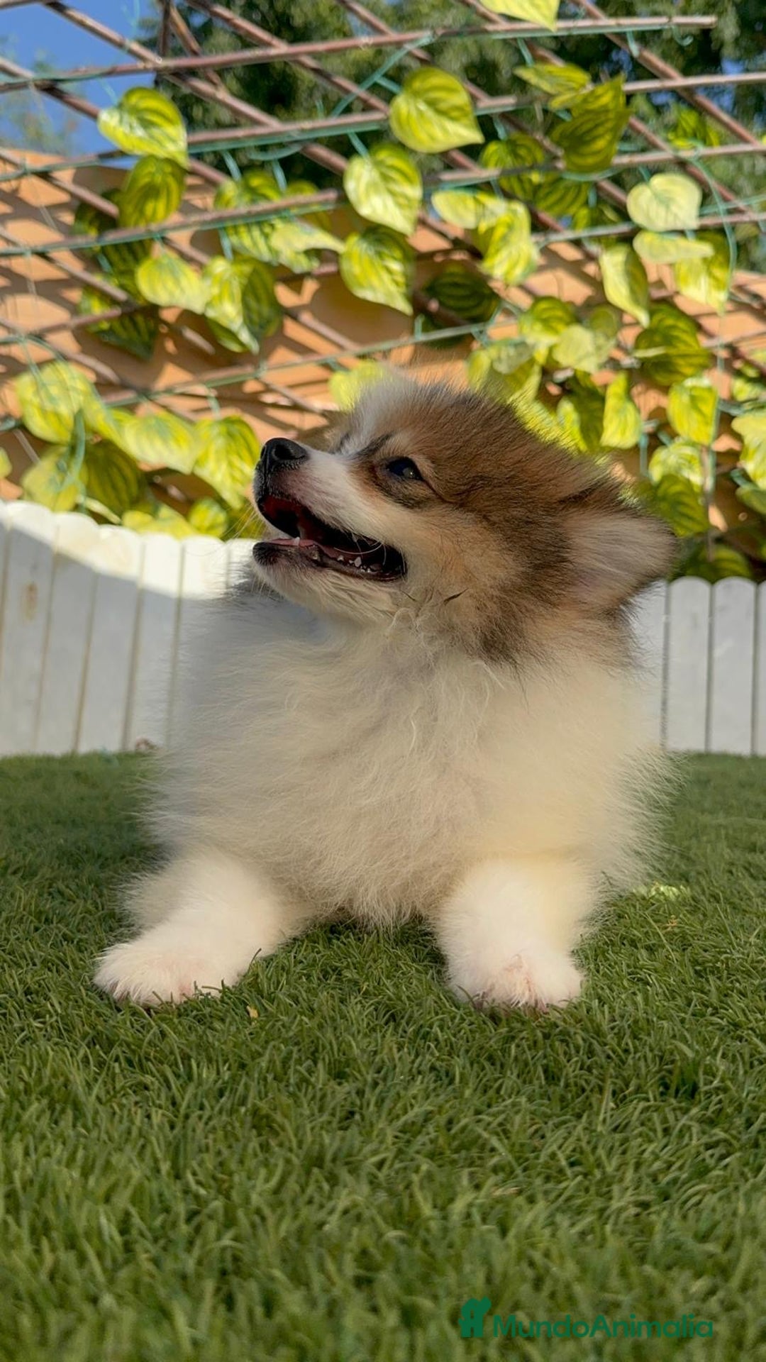 Pomerania perros en venta: POMERANIA MACHO. PRECIO REAL. Envio a toda España. - Imagen 9