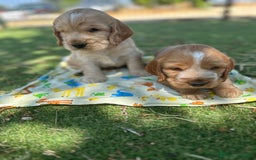 Cocker Spaniel Inglés perros en venta: Cocker spaniel top del Valle  - Imagen 2