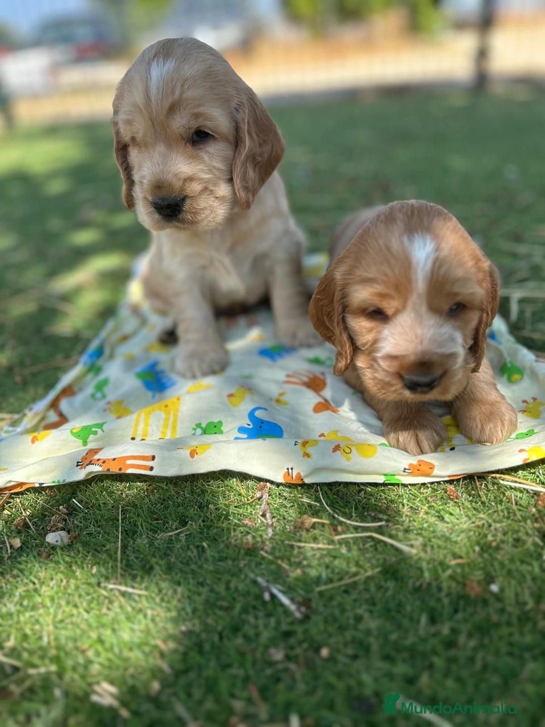 Cocker Spaniel Inglés perros en venta: Cocker spaniel top del Valle  - Imagen 2