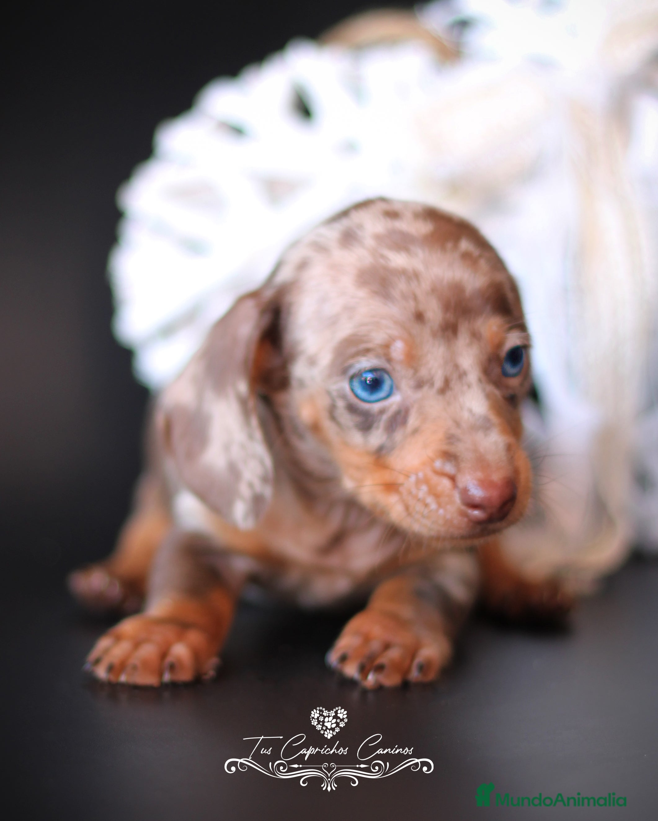 Teckel perros Teckel arlequín chocolate  en Cantabria - Anuncio 2