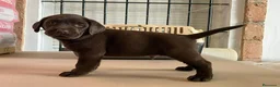 Labrador Retriever perros en venta: Labrador Retriever  - Anuncio 1