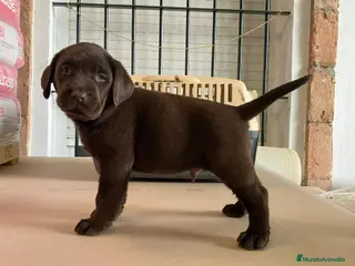 Labrador Retriever perros Labrador Retriever - Anuncio 2