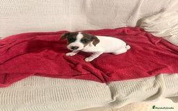 Jack Russell Terrier perros en venta: Ultimas hembras Jack Russell  - Anuncio 6