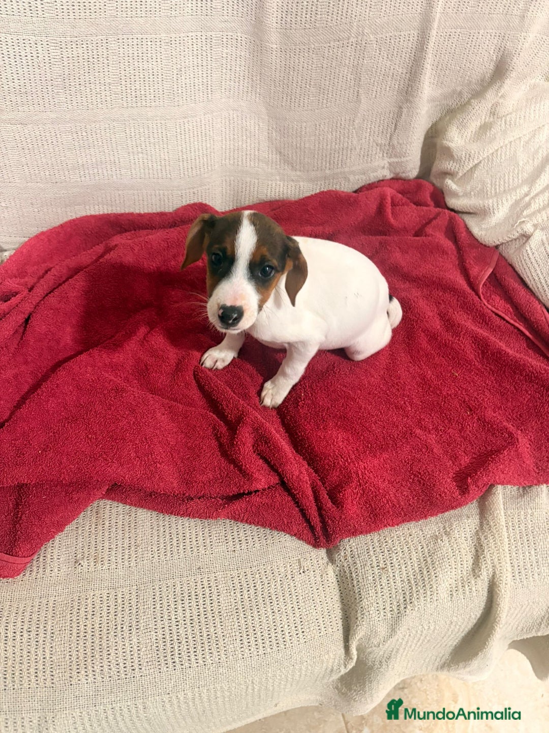Jack Russell Terrier perros en venta: Ultimas hembras Jack Russell  - Anuncio 6