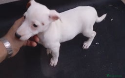 Jack Russell Terrier perros en venta: Camada de Jack Russell Terrier 450€ - Imagen 2