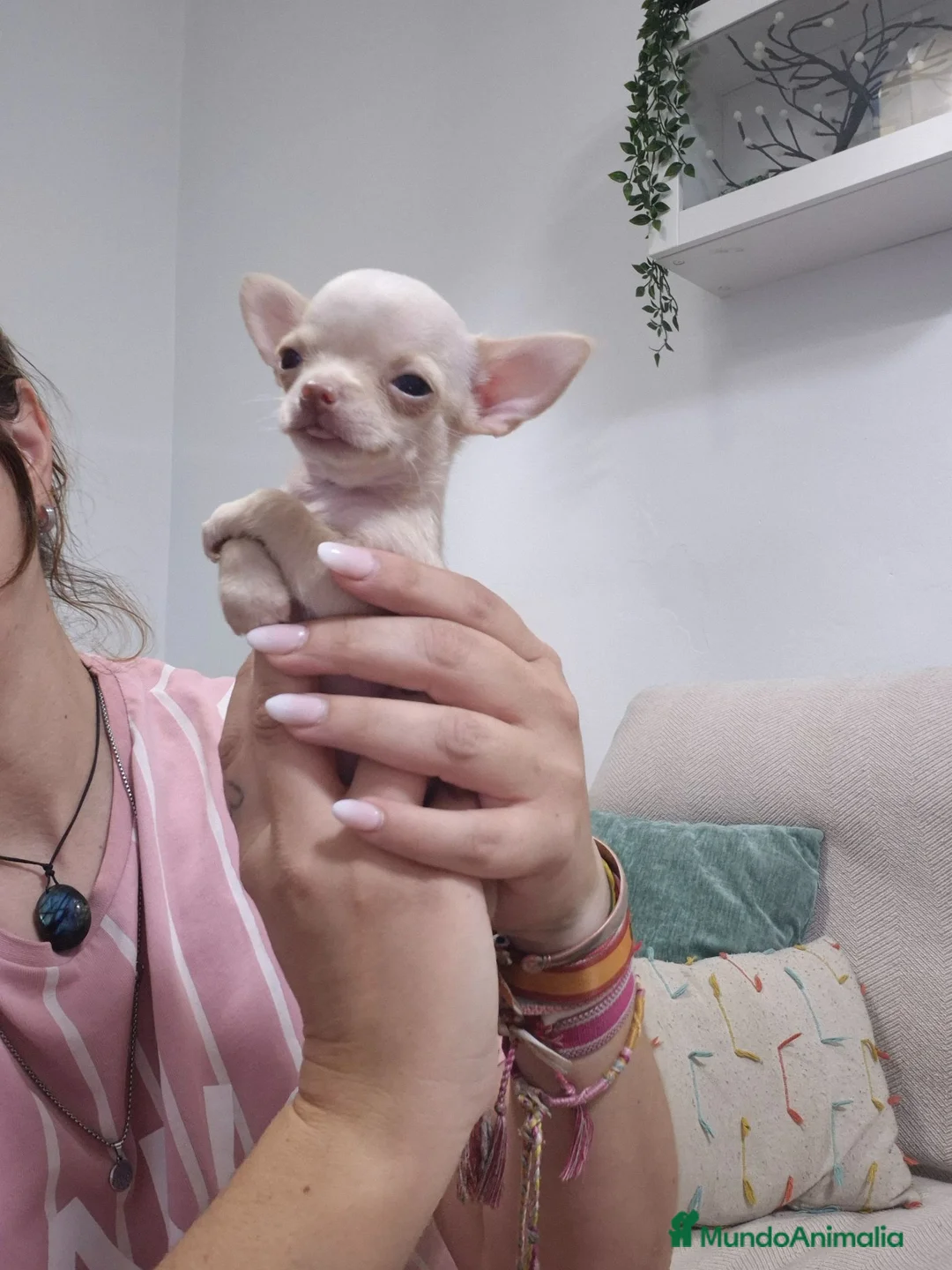 Chihuahua perros en venta: Chihuahua 💕🐾 - Anuncio 9