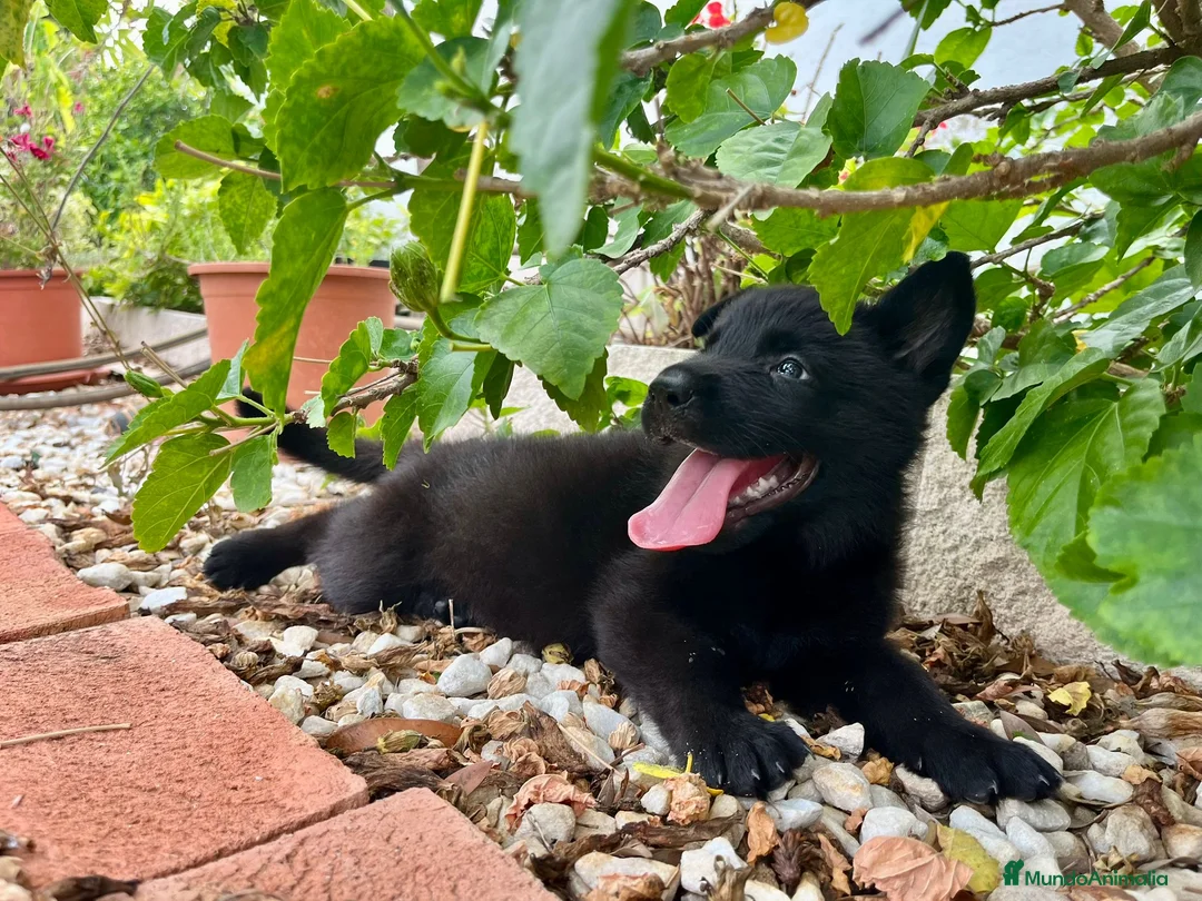Pastor Alemán perros en venta: Cachorros de pastor alemán negro calzado - Anuncio 2