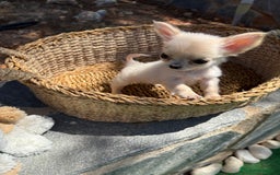 Chihuahua perros en venta: Chihuahua de pelito largo micro toy - Imagen 3