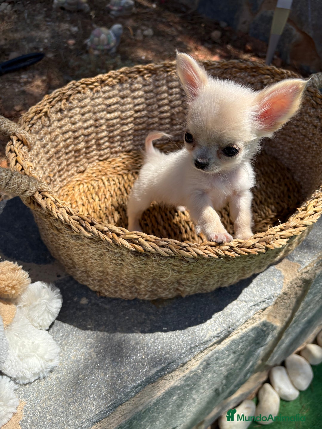 Chihuahua perros en venta: Chihuahua de pelito largo micro toy - Imagen 3