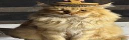 Maine Coon gatos en venta: Precioso cachorro Maine Coon - Anuncio 10