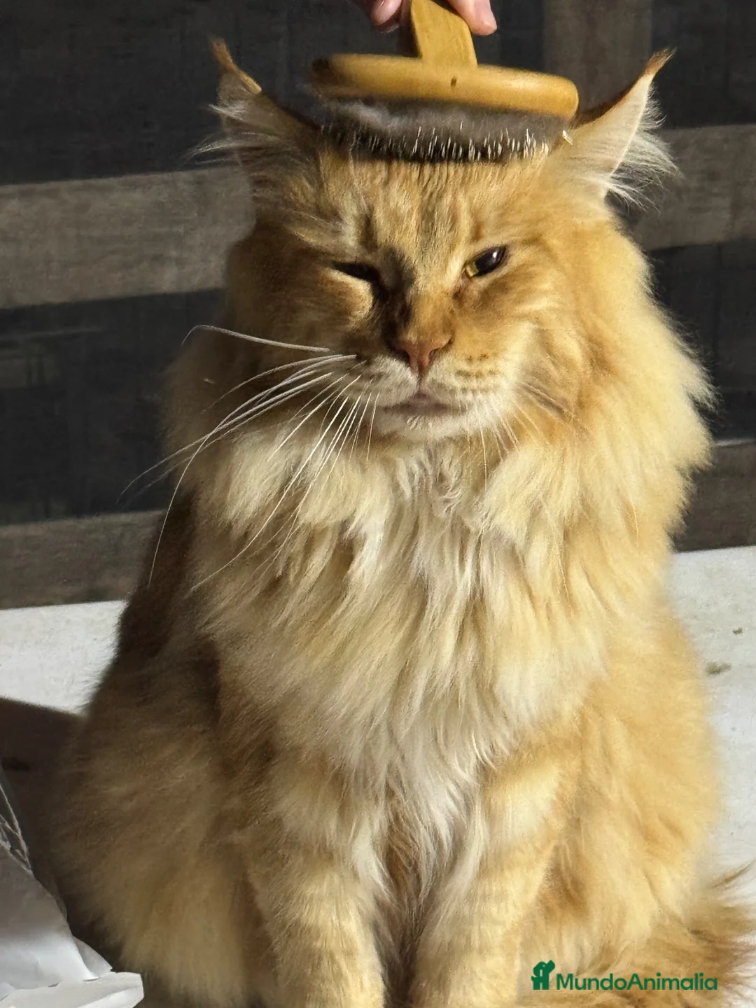 Maine Coon gatos en venta: Precioso cachorro Maine Coon - Anuncio 10