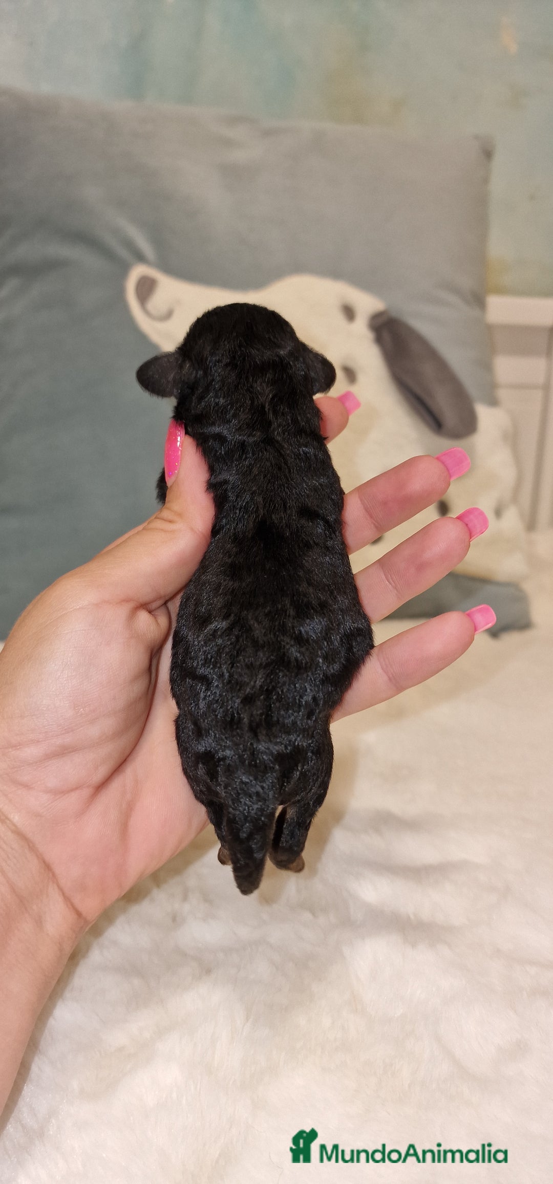 Caniche Toy perros en venta: CANICHES TOY MACHOS Y HEMBRA - Imagen 4