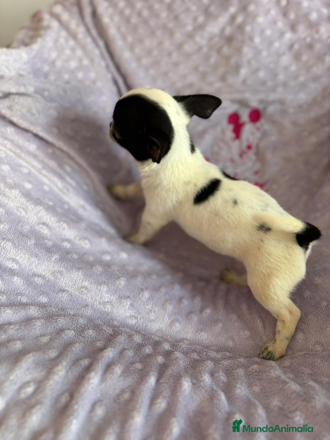 Chihuahua perros en venta: Chihuahua mini toy  - Imagen 10