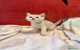 Británico de Pelo Corto gatos en venta: British Silver Shaded Negro - Imagen 2