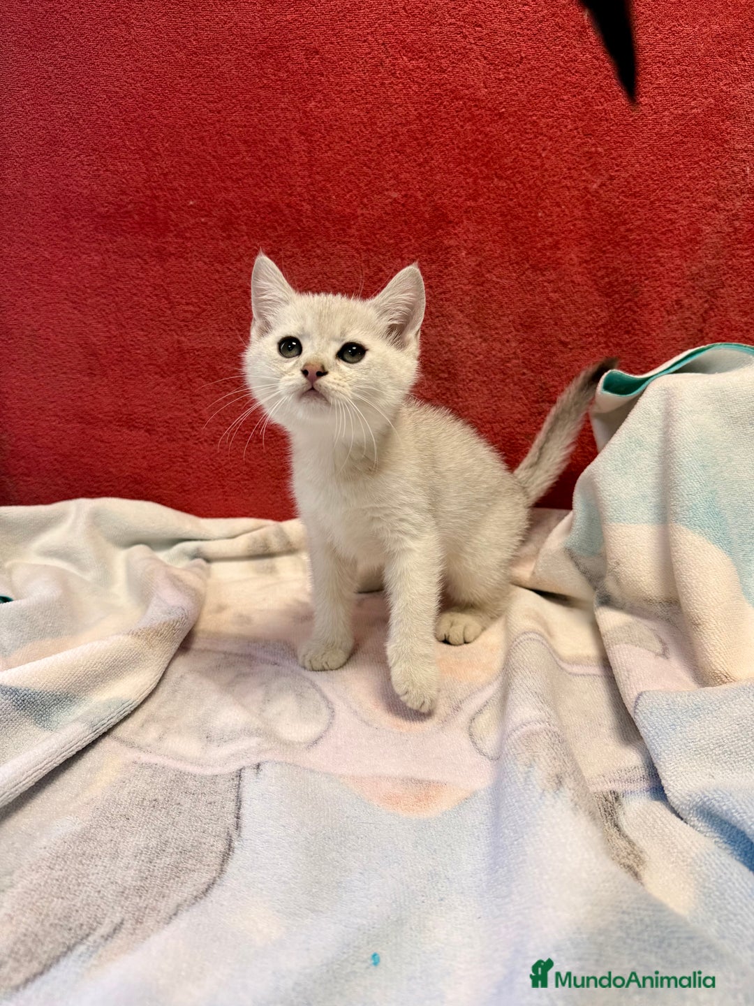 Británico de Pelo Corto gatos en venta: British Silver Shaded Negro - Imagen 2