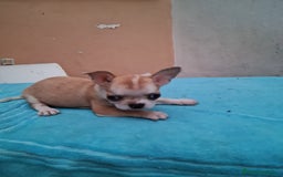 Chihuahua perros en venta: Chihuahuas toy - Imagen 6