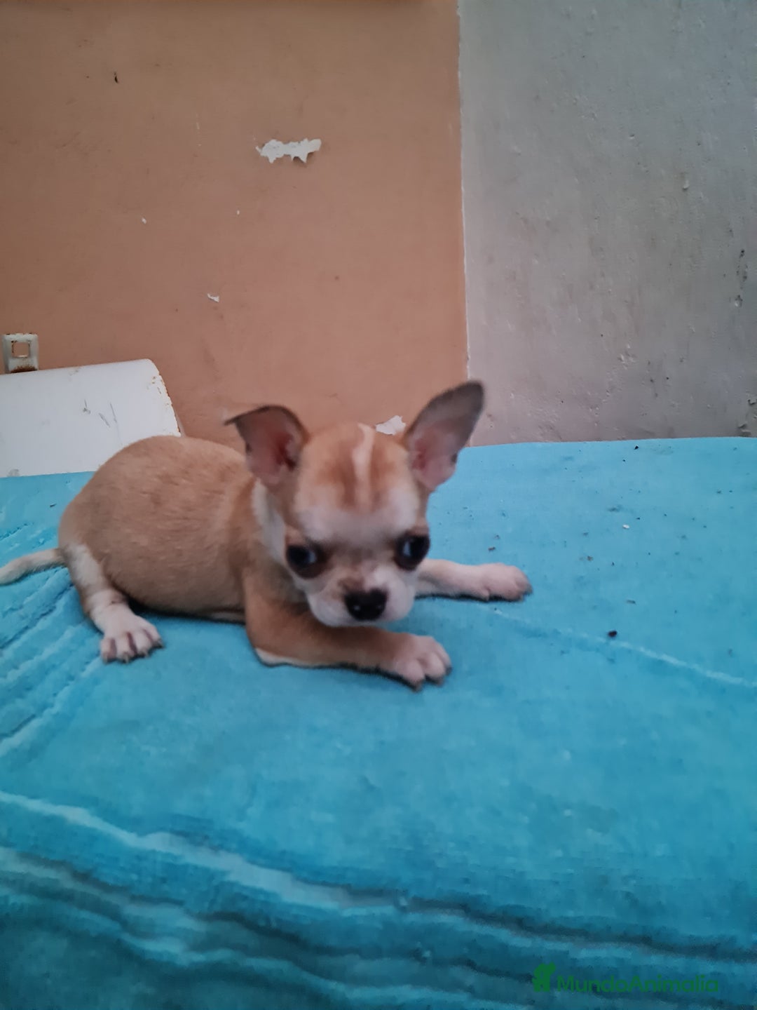 Chihuahua perros en venta: Chihuahuas toy - Imagen 6