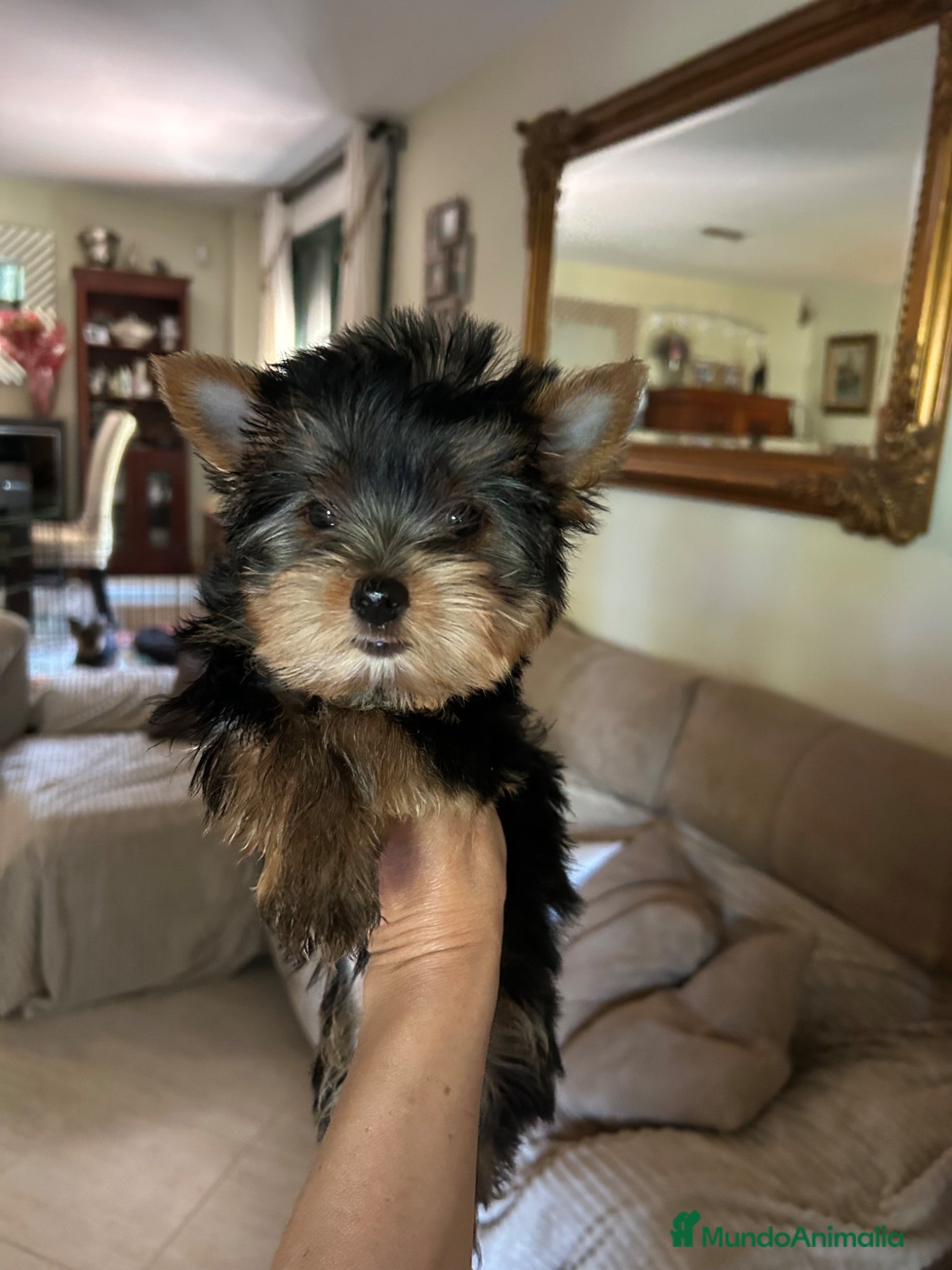 Yorkshire Terrier perros Yorkshire terrier  - Anuncio 1