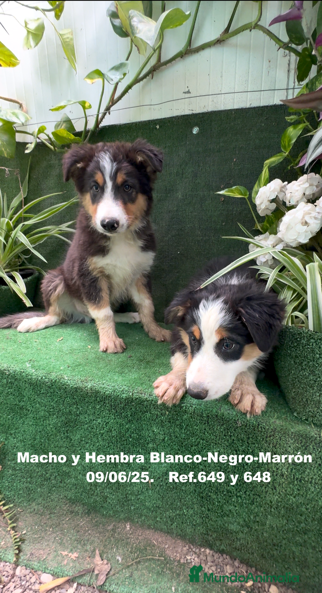 Border Collie perros en venta: BORDER COLLIE TRICOLOR - Imagen 16