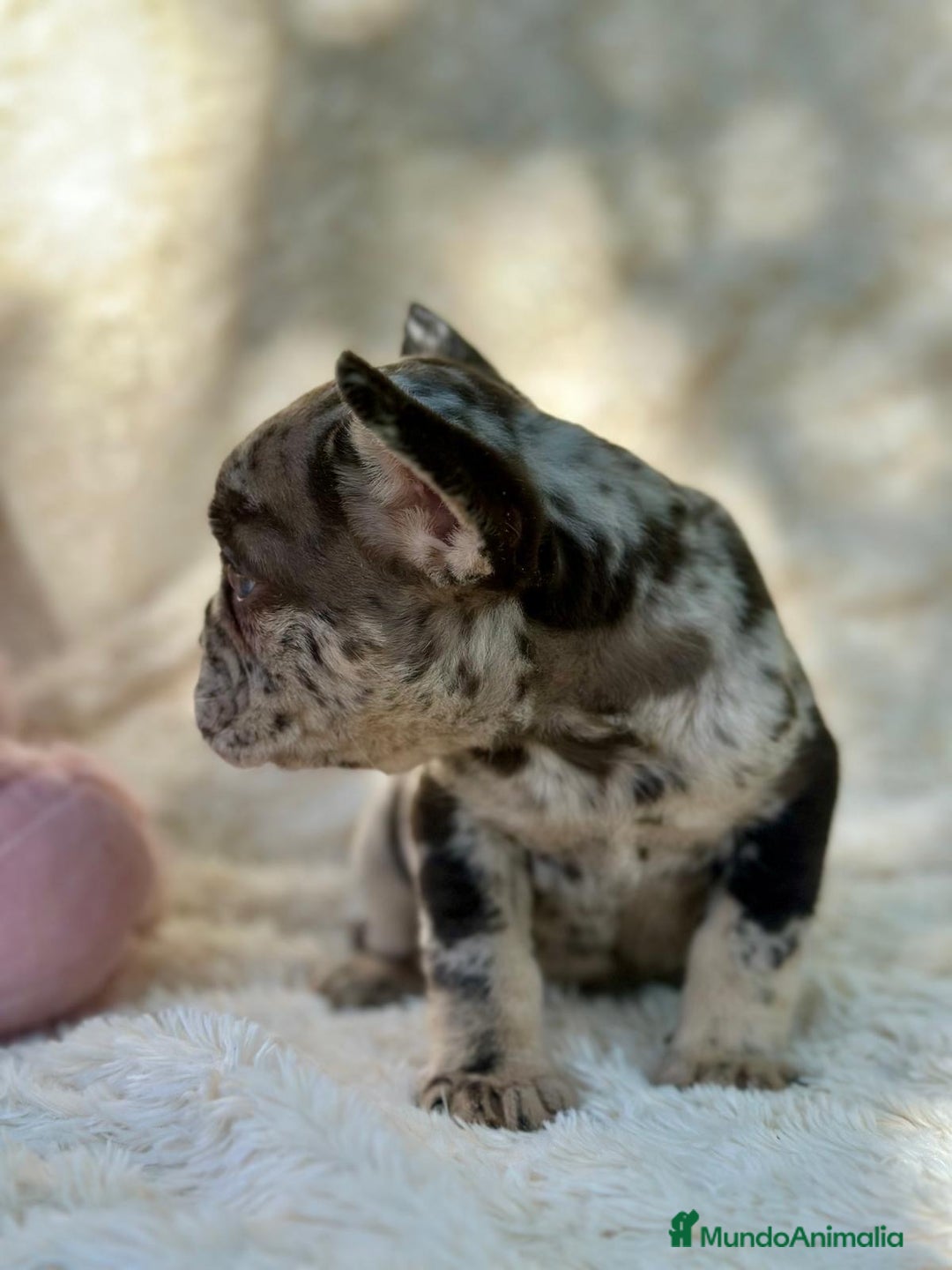 Bulldog Francés perros en venta: BULLDOG FRANCÉS MERLE OJOS AZULES - Imagen 3