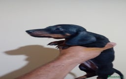Teckel Miniatura perros en venta: Último teckel mini !! - Imagen 2