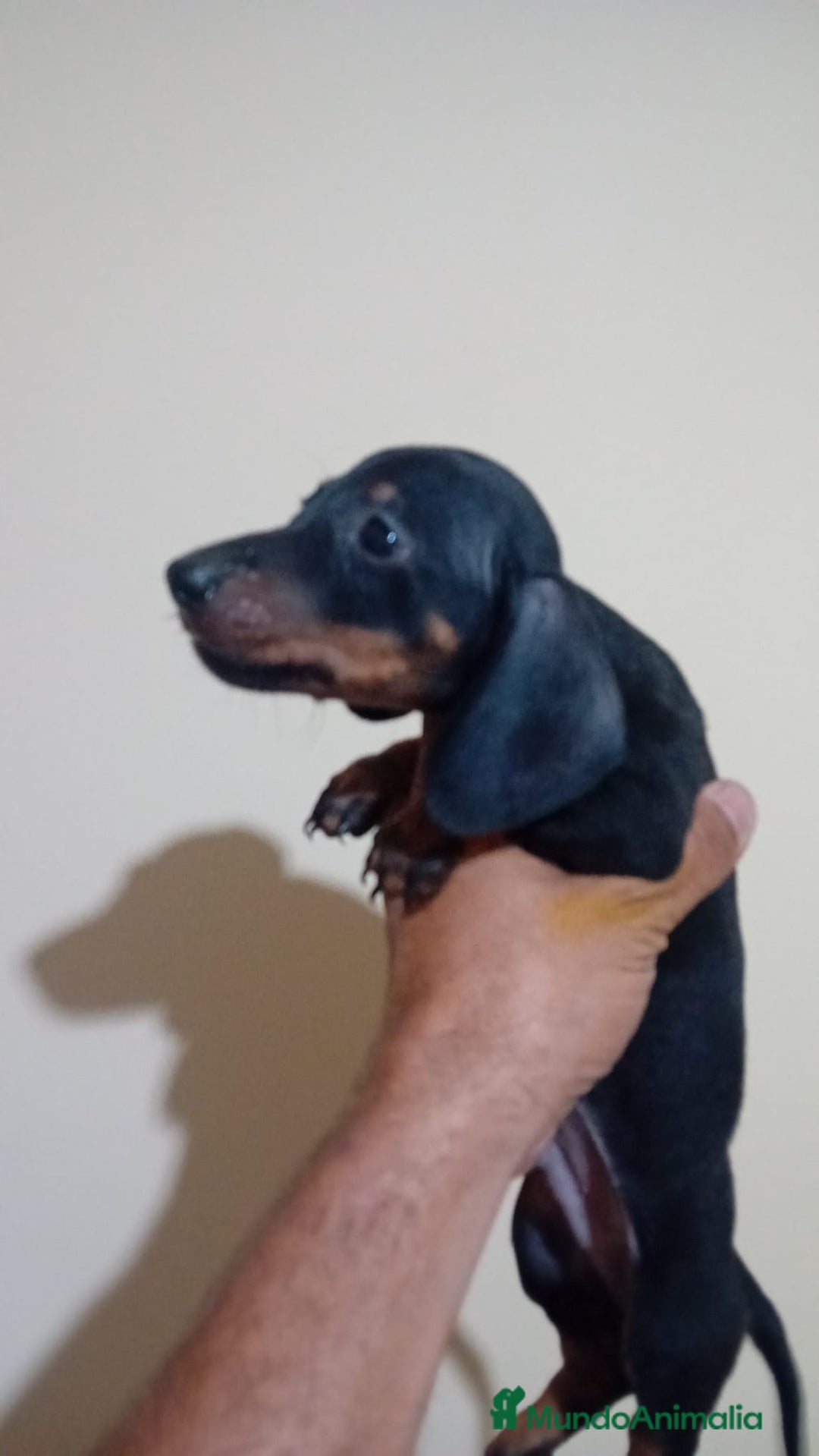 Teckel Miniatura perros en venta: Último teckel mini !! - Imagen 2