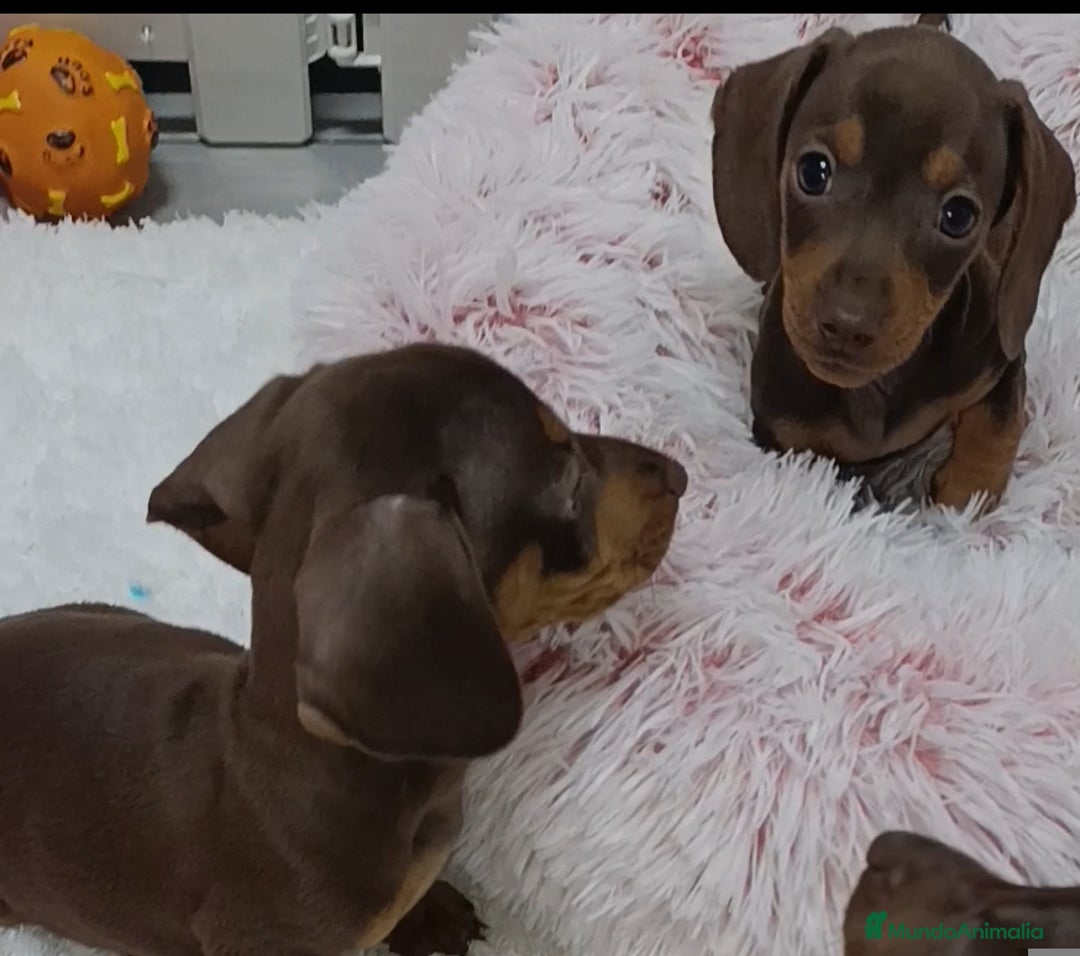 Teckel Miniatura perros en venta: Teckel salchichas  - Anuncio 1