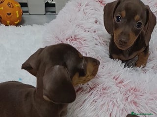 Teckel Miniatura perros Teckel salchichas - Anuncio 2