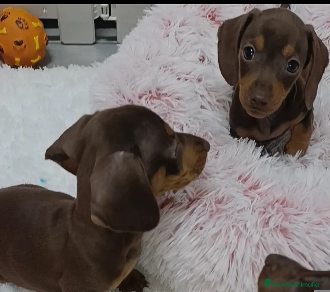 Teckel Miniatura perros en venta: Teckel salchichas  - Anuncio 1