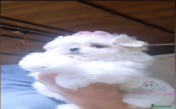 Bichón Maltés perros - Propaganda 5