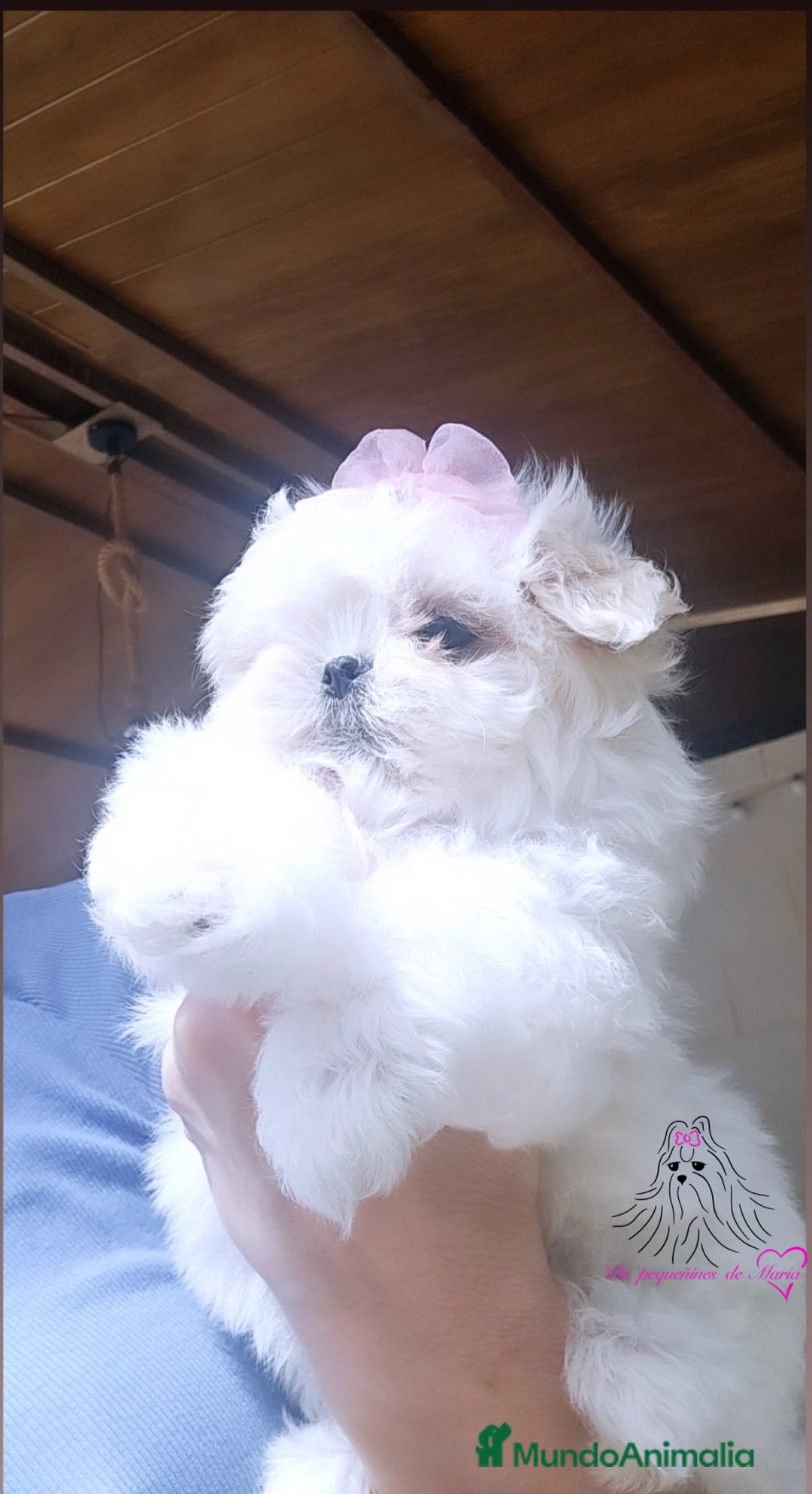 Bichón Maltés perros en venta: Bichon maltes coreano miniatura  - Imagen 1