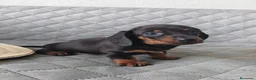 Teckel Miniatura perros en venta: TECKEL NEGRO FUEGO - Anuncio 6