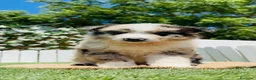 Border Collie perros en venta: BORDER COLLIE 🎀 - Anuncio 11