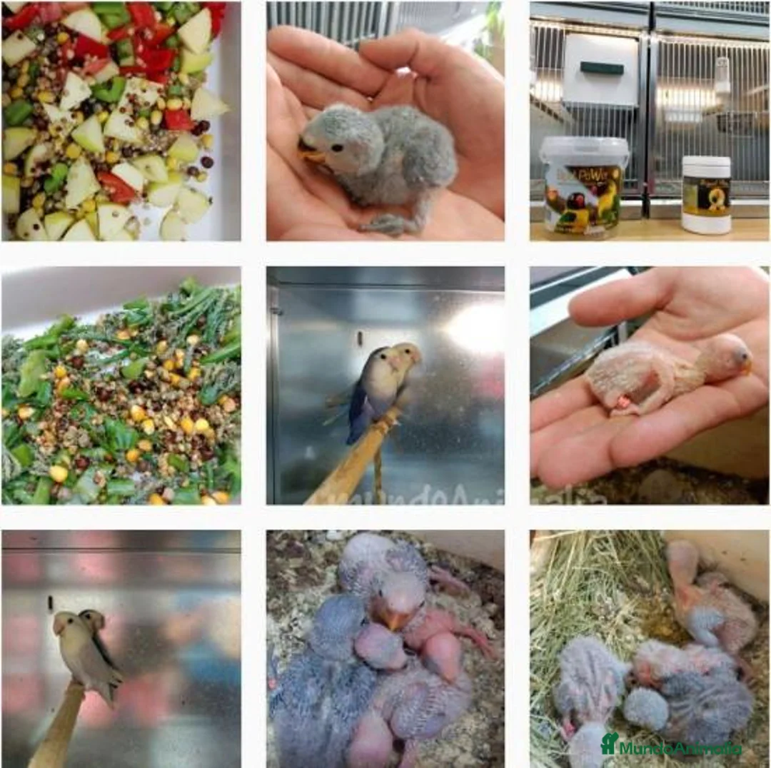 Imagen de galería {{count}}