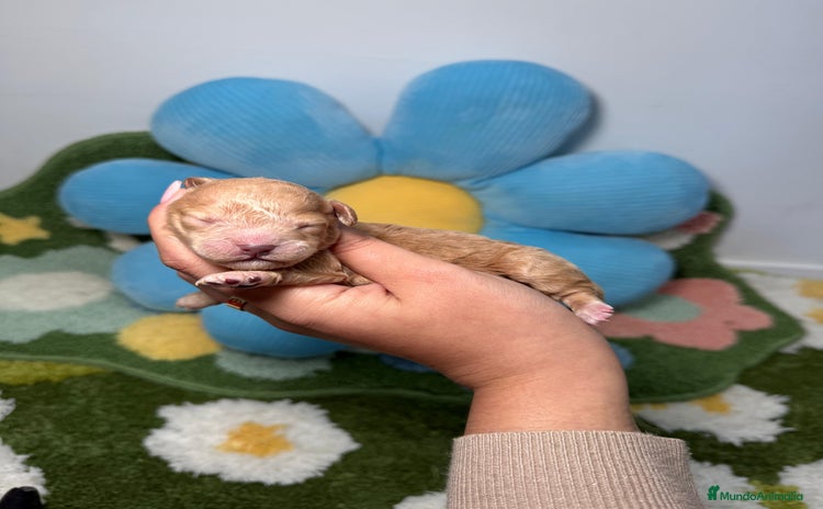 Maltipoo perros Maltipoo Mini Toy Macho  - Anuncio 1