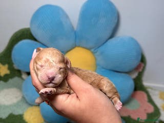 Maltipoo perros Maltipoo Mini Toy Macho - Anuncio 11