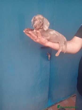 Teckel Miniatura perros ‼️hembritas de teckel kaninchen - Anuncio 4