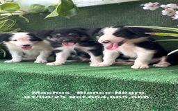 Border Collie perros en venta: Border Collie De Villa Biznaga - Imagen 4