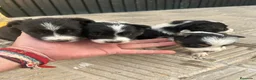 Border Collie perros en venta: Bordell collin Espectaculares Cálidad Maxima - Anuncio 10