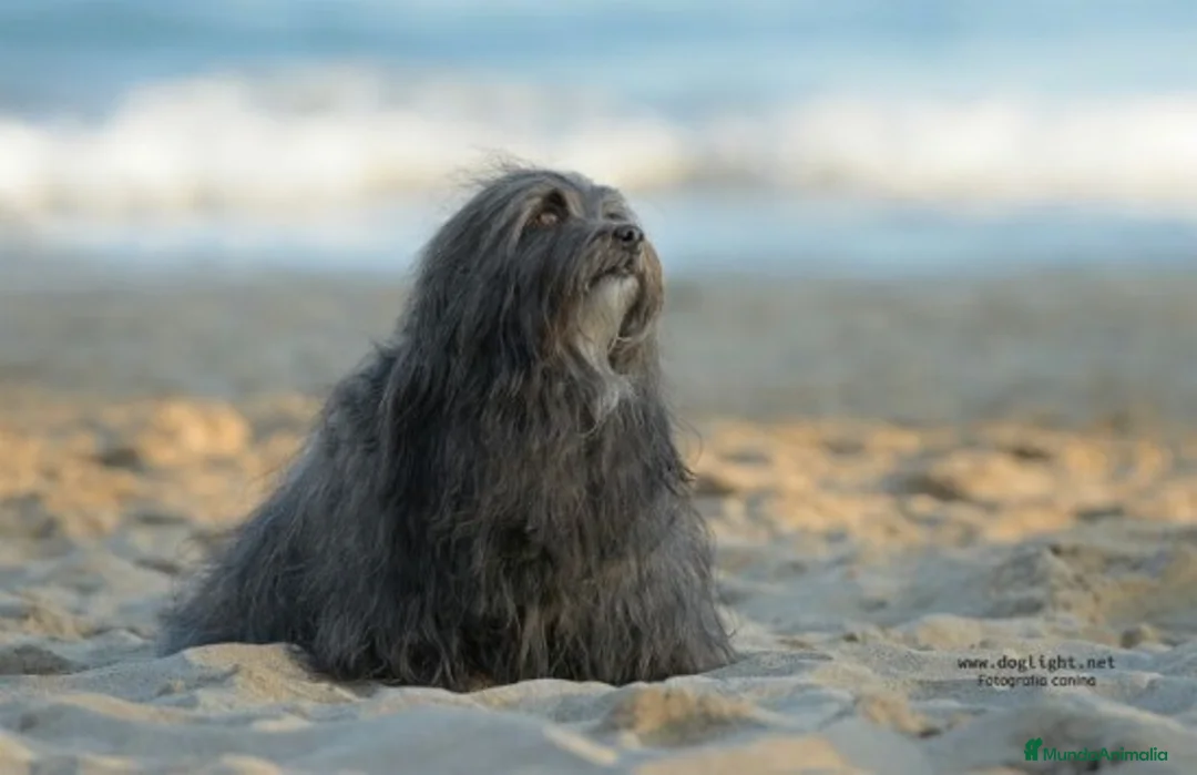 Imagen de galería {{count}}