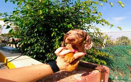 Teckel Miniatura perros en venta: Arlequín chocolate  - Imagen 2