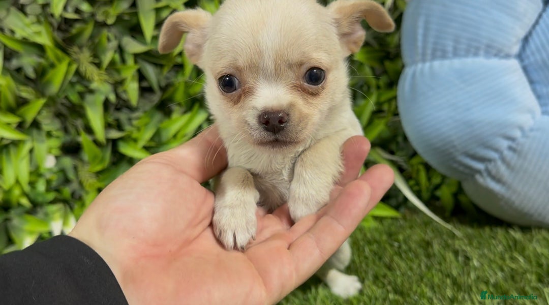 Chihuahua perros en venta: Chihuahua hembra y macho  - Anuncio 3