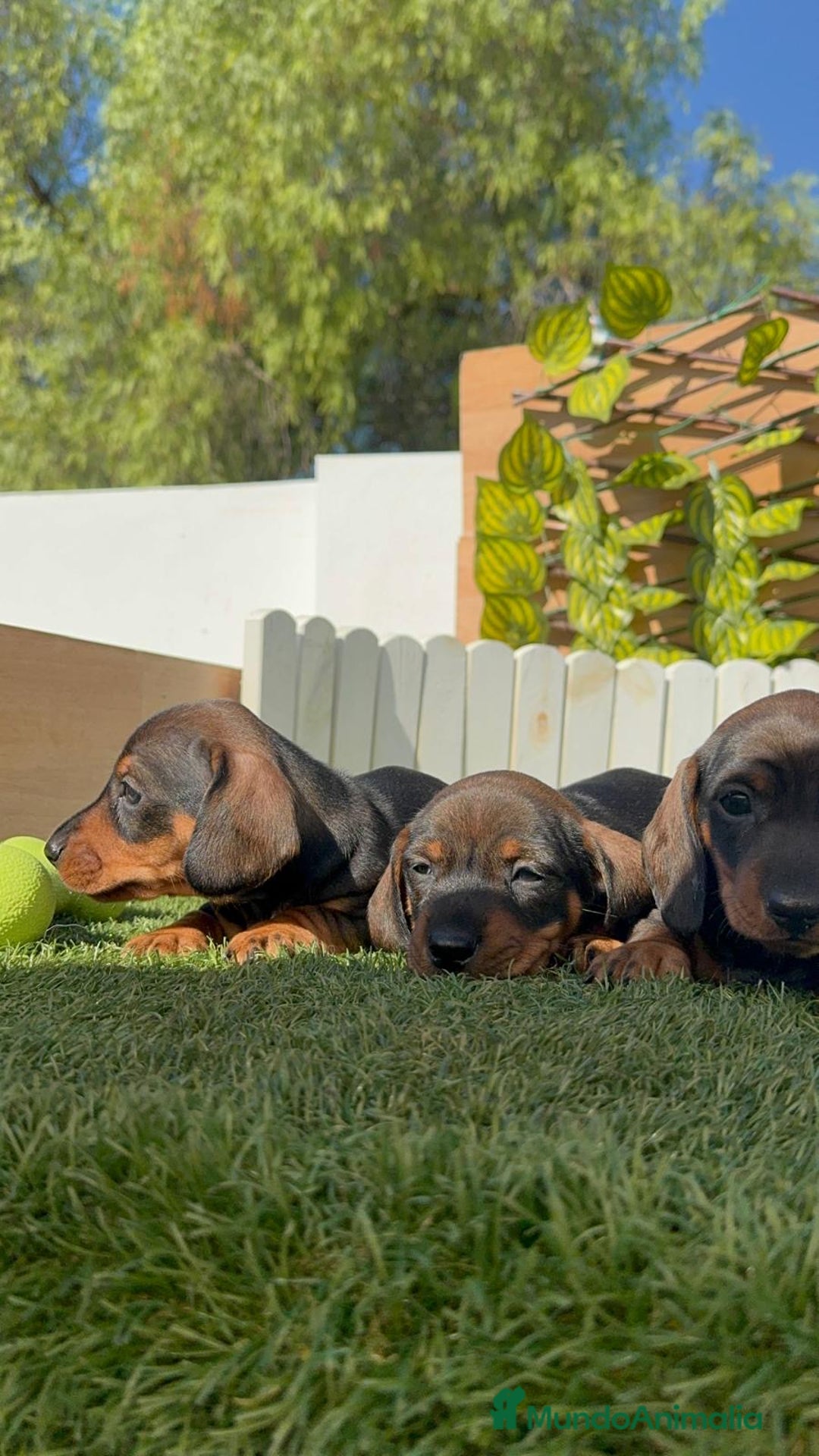 Teckel Miniatura perros en venta: TECKEL MINIATURA - Imagen 9