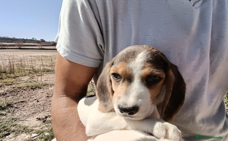 Beagle perros - Anuncio 1