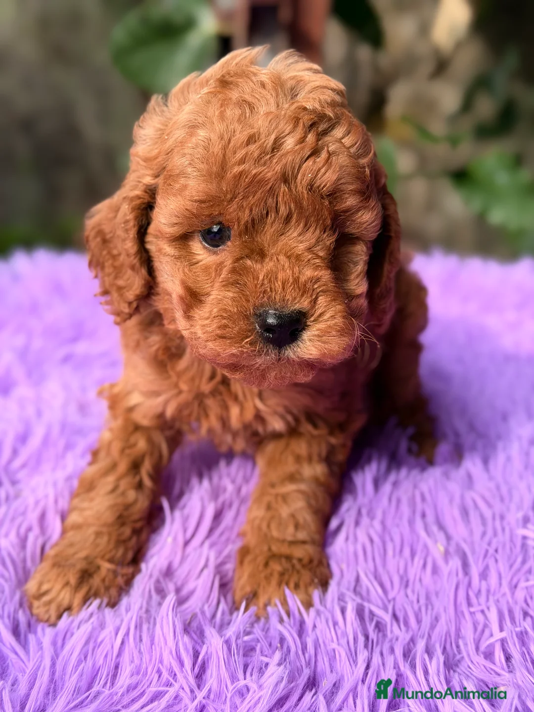 Raza Mixta perros en venta: Caniche mini  - Anuncio 1