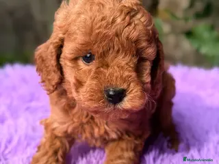 Raza Mixta perros Caniche mini - Anuncio 19