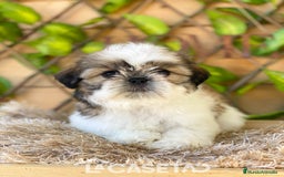 Shih Tzu perros en venta: Camada de Yadira  - Imagen 5